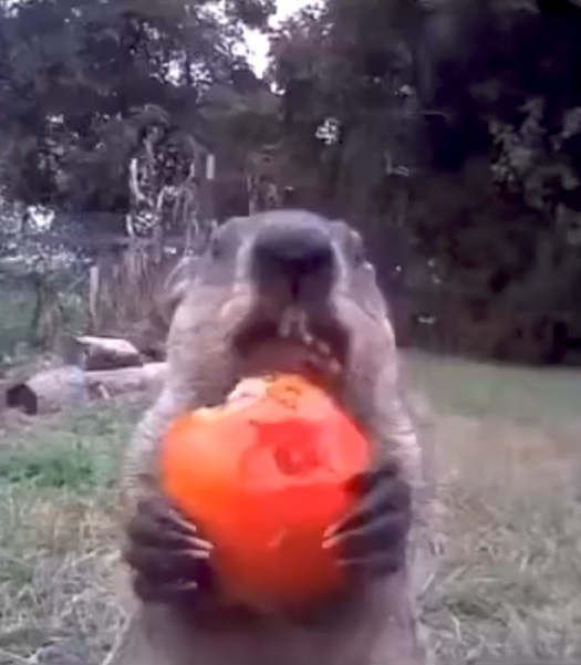 Chunk the Groundhog Eating a Stolen Apple in Front Surveillance Camera