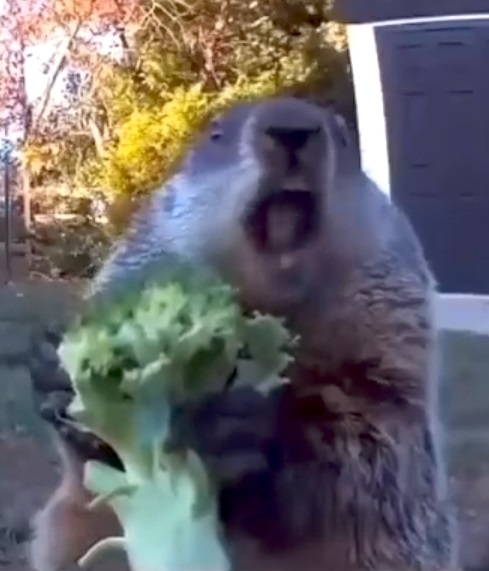 Chunk the Groundhog Eating a Stolen Celery in Front Surveillance Camera