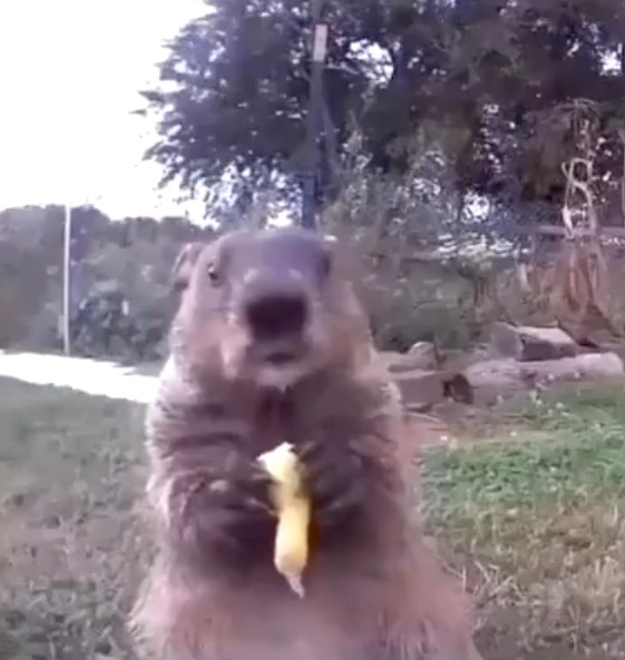 Chunk the Groundhog Eating a Stolen Potato in Front Surveillance Camera