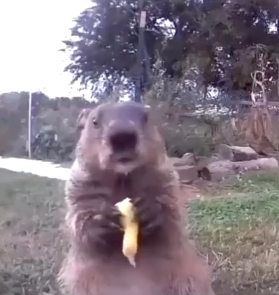 Chunk the Groundhog Stealing Crops From Delaware Farmer Then Eating in