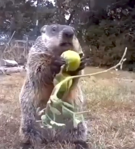 Chunk the Groundhog Eating a Stolen Tomato in Front Surveillance Camera