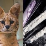 'Cocaine Cat' Trends After African Serval Wild Cat Caught in Ohio Tests Positive for Cocaine Drugs