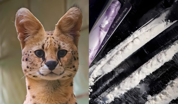 'Cocaine Cat' Trends After African Serval Wild Cat Caught in Ohio Tests Positive for Cocaine Drugs