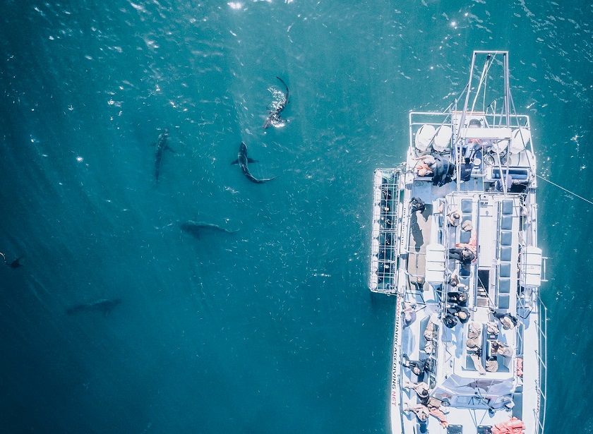 5 sharks swimming in water near a shark diving boat.