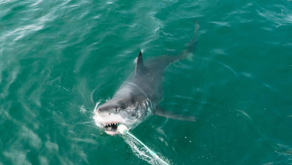 cocaine-sharks-in-florida