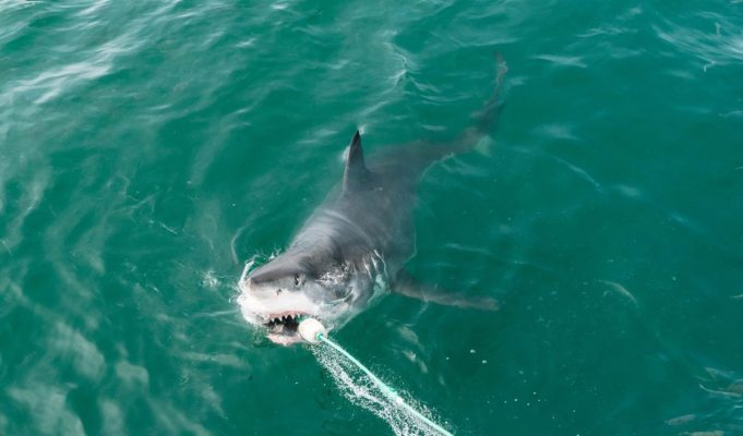 cocaine-sharks-in-florida
