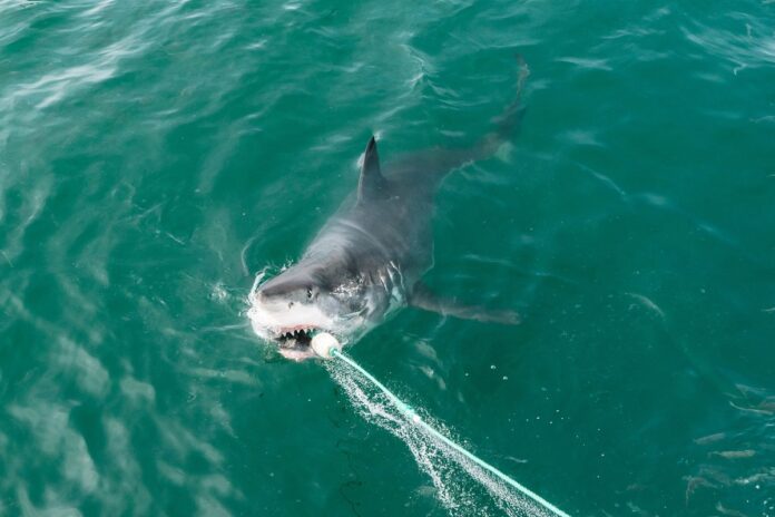 cocaine-sharks-in-florida