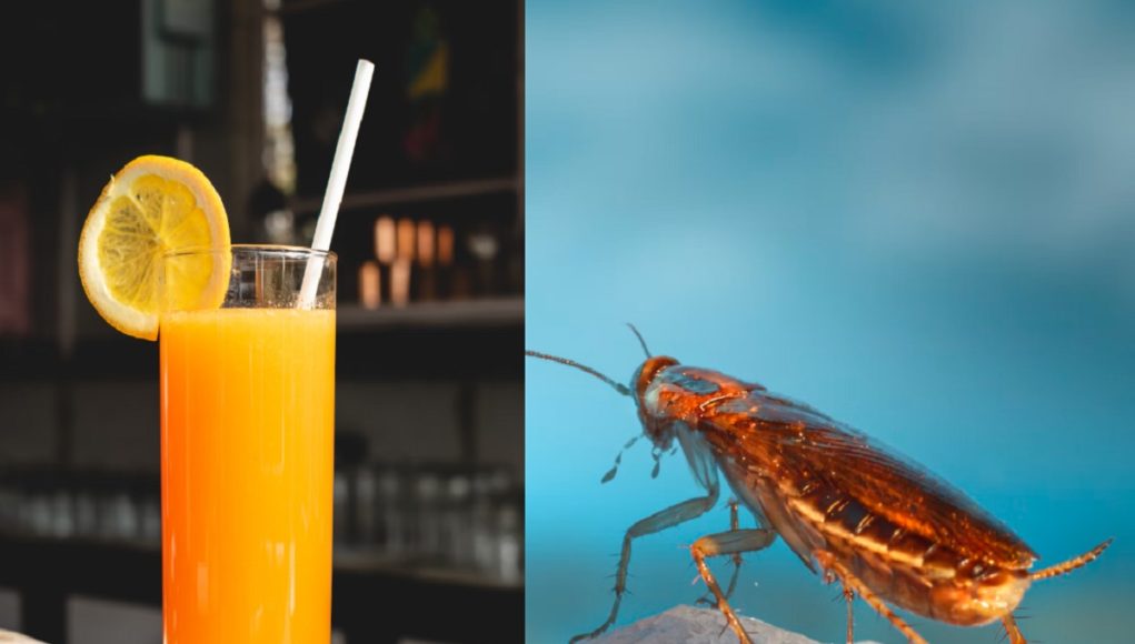 cockroach-blood-tropicana-orange-juice