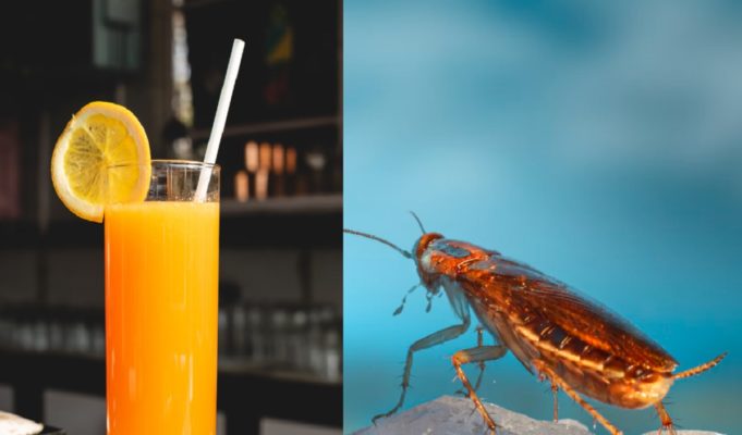 Does Tropicana Orange Juice Have Roach Blood Ingredient in It?