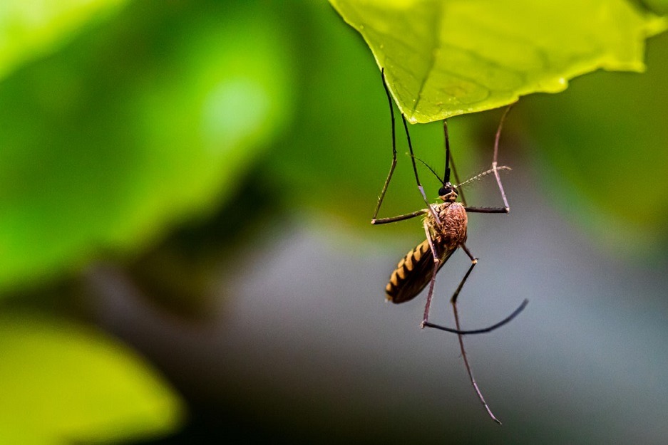 Did a Japanese Encephalitis Virus Mosquito Kill an Australian Man in Victoria? What are Symptoms of Being Bitten by a Japanese Encephalitis Virus Mosquito?