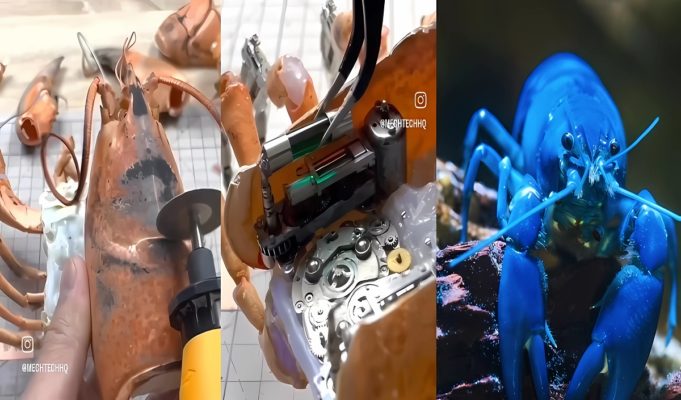 dead-lobster-brought-back-to-life-as-robot-6
