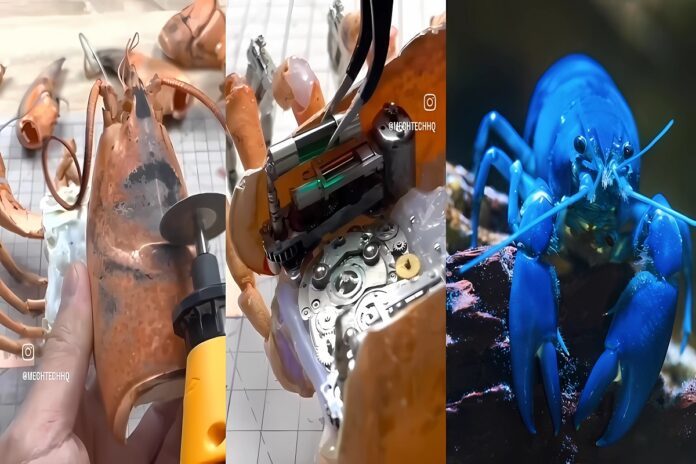 dead-lobster-brought-back-to-life-as-robot-6