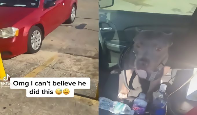 Video Showing Dog Honking Car Horn at Owner Who Left Him in Car Goes Viral