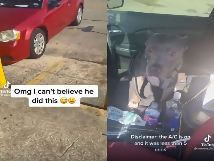 dog-honking-car-horn-video-4