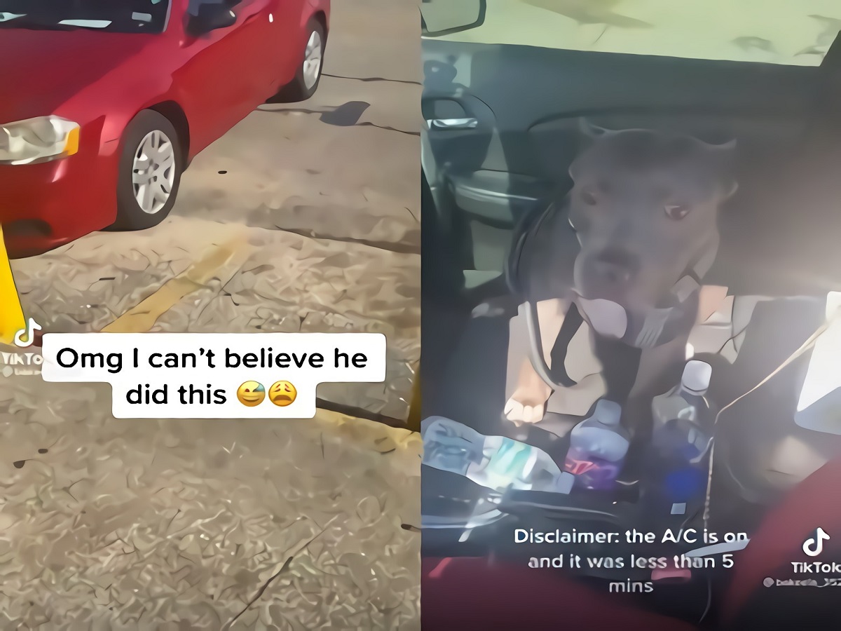 Video Showing Dog Honking Car Horn at Owner Who Left Him in Car Goes Viral
