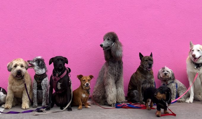 dog-zoo