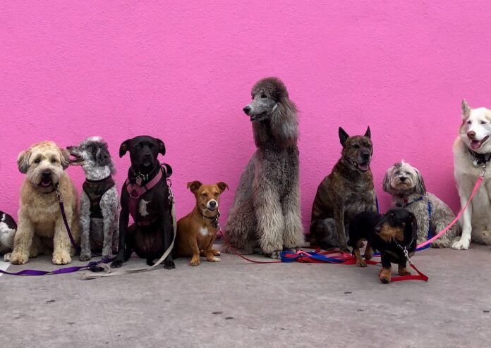 dog-zoo