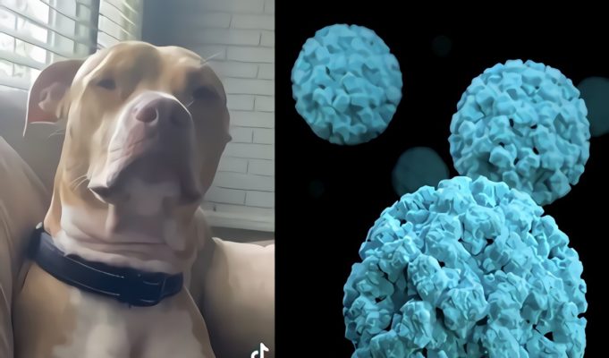 Dogpox? Woman Scolding Her Dog for Smashing Other Dogs at Park in Dogpox Monkeypox Rant Goes Viral