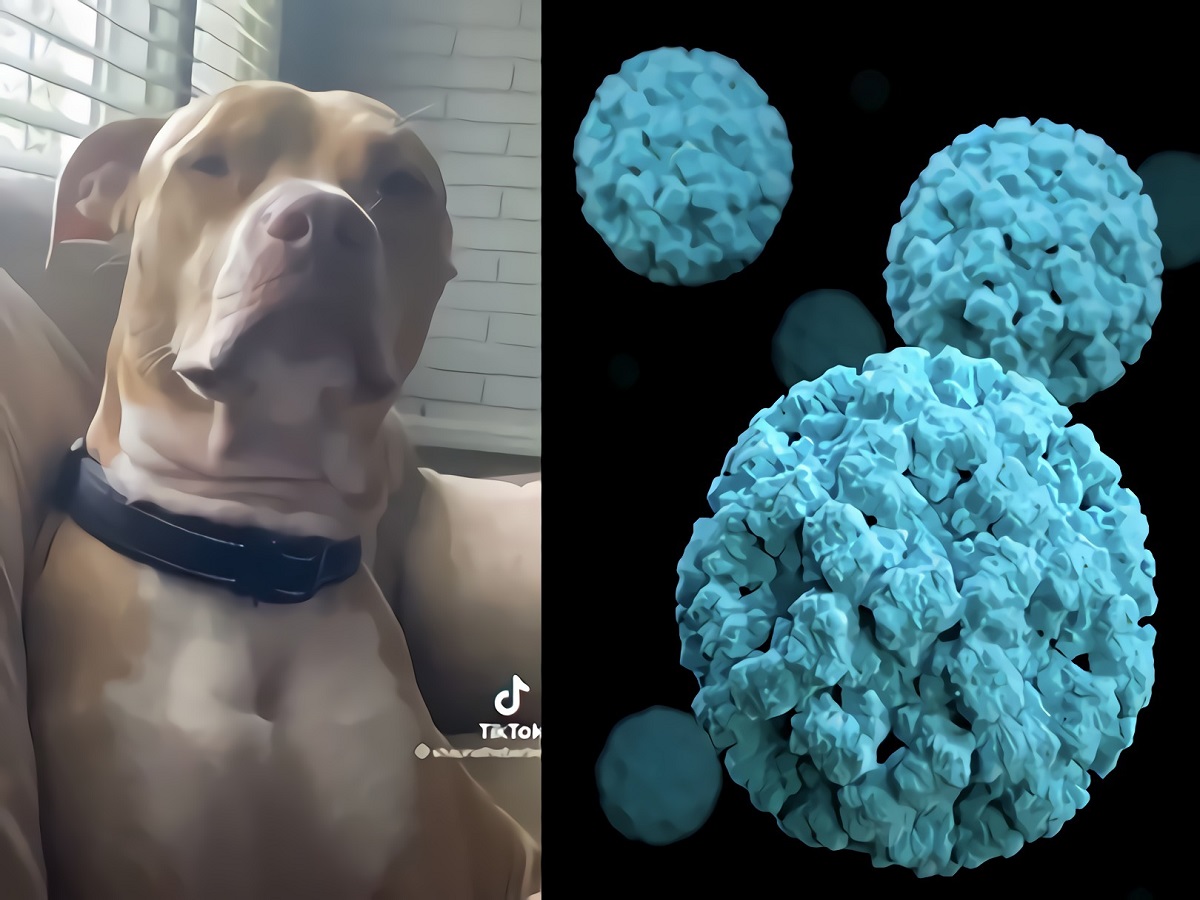 Dogpox? Woman Scolding Her Dog for Smashing Other Dogs at Park in Dogpox Monkeypox Rant Goes Viral