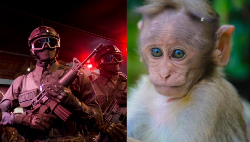 drug-cartel-pet-monkey-dead-body-bulletproof-vest-2