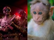 Drug Cartel's Pet Monkey Dead Body in Bulletproof Vest after Shootout with FEDS Goes Viral