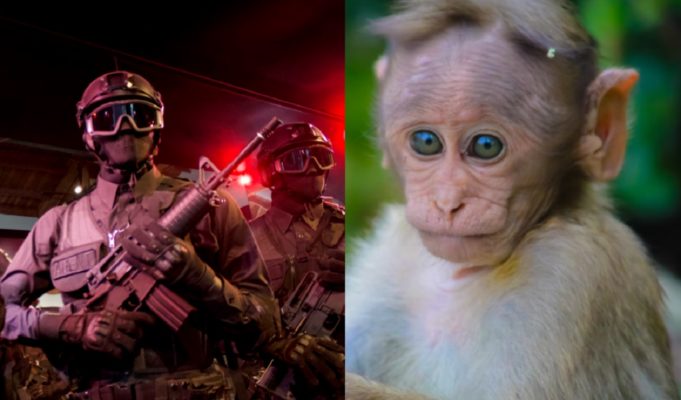Drug Cartel's Pet Monkey Dead Body in Bulletproof Vest after Shootout with FEDS Goes Viral