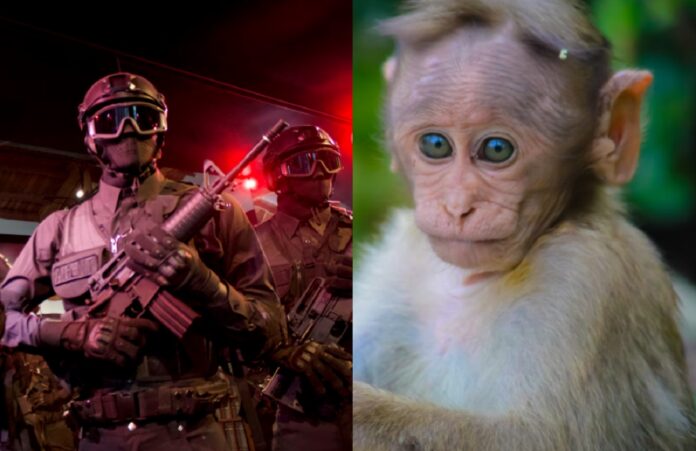 drug-cartel-pet-monkey-dead-body-bulletproof-vest-2