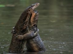 Four Men Caught on Video Sexually Assaulting Monitor Lizard Get Arrested by Poli...