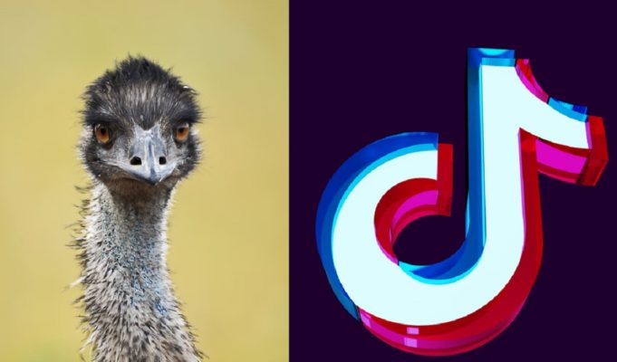 Is Emmanuel the Emu's Bird Flu Diagnosis is Putting TikToker Taylor Blake in Grave Danger?