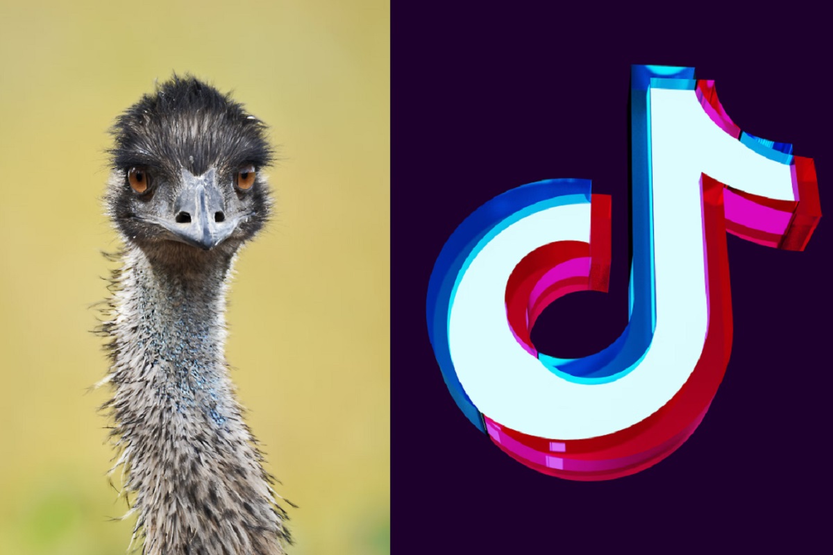 Is Emmanuel the Emu's Bird Flu Diagnosis is Putting TikToker Taylor Blake in Grave Danger?