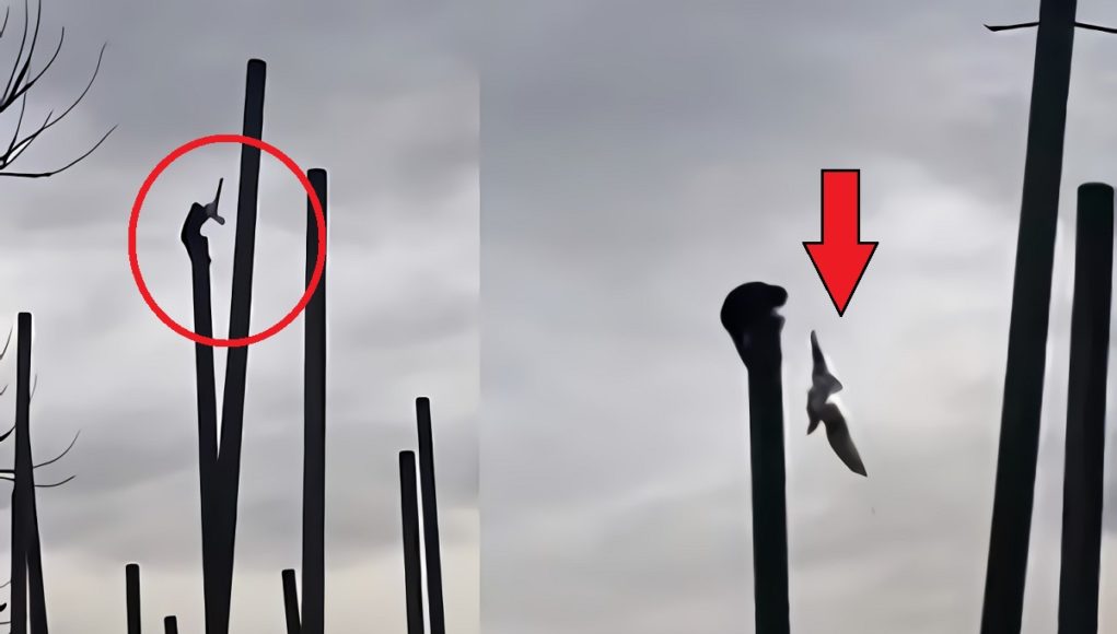 Video Shows Monkey Eating Seagull Alive After Beating it to Death at Chester Zoo