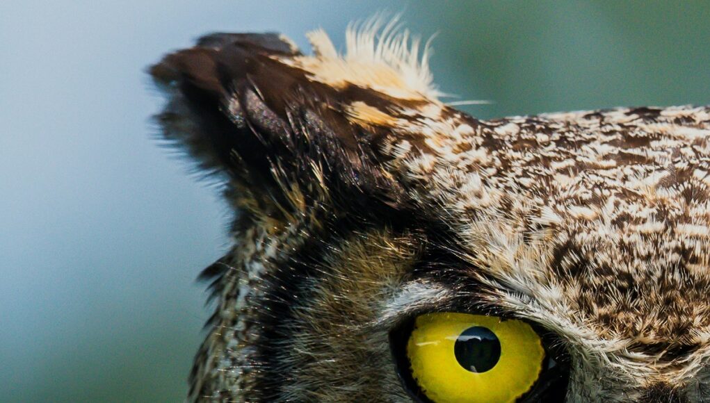 flaco-owl-herpes