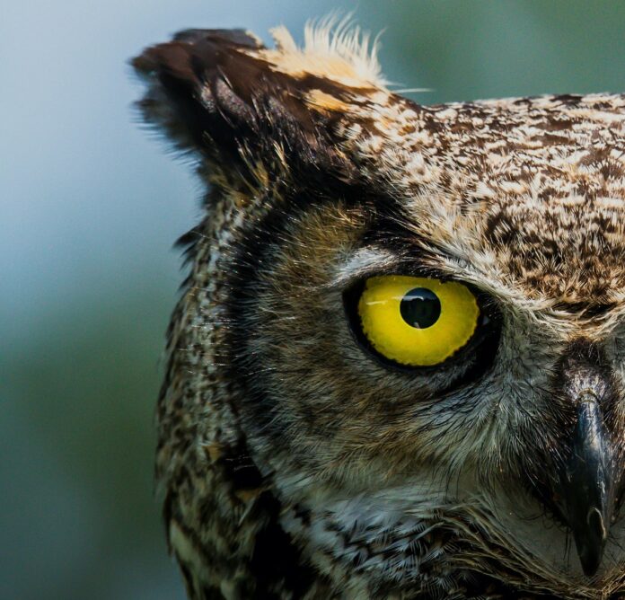 flaco-owl-herpes