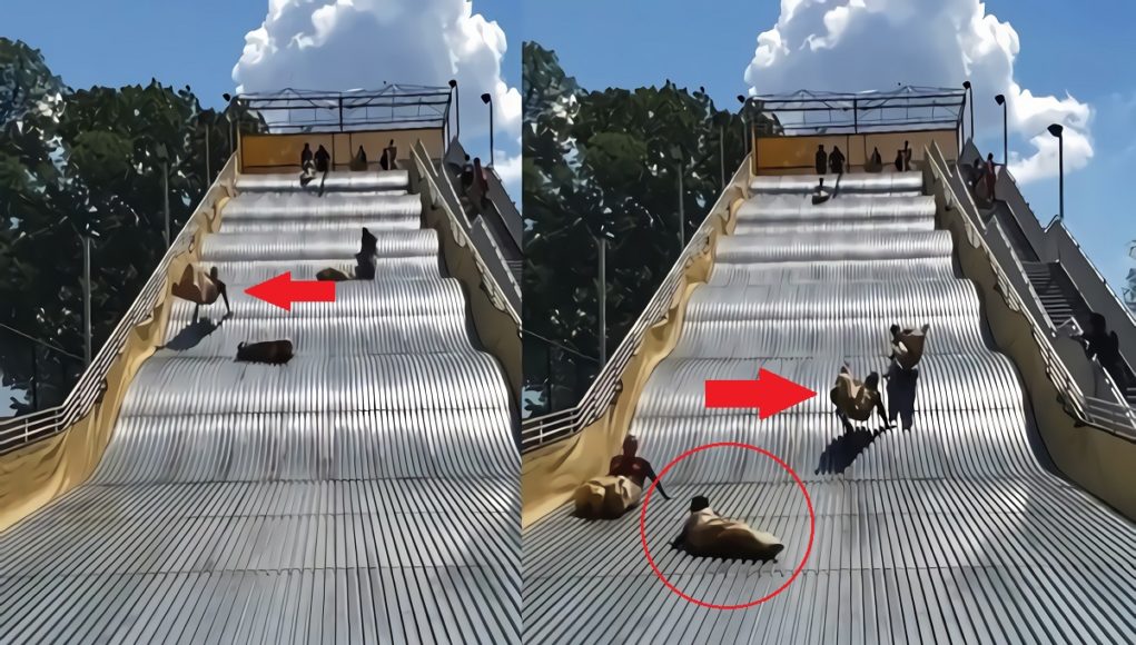 giant-slide-at-Belle-Isle-Park-in-Michigan-bouncy-fail