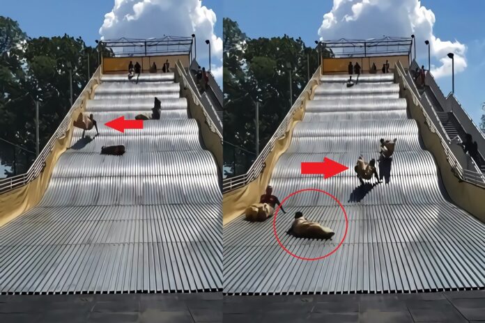 giant-slide-at-Belle-Isle-Park-in-Michigan-bouncy-fail
