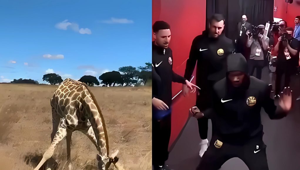 giraffe-doing-kevin-durant-dance