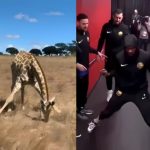 Here's Why a Giraffe was Dancing Like Kevin Durant While Eating in Viral Video