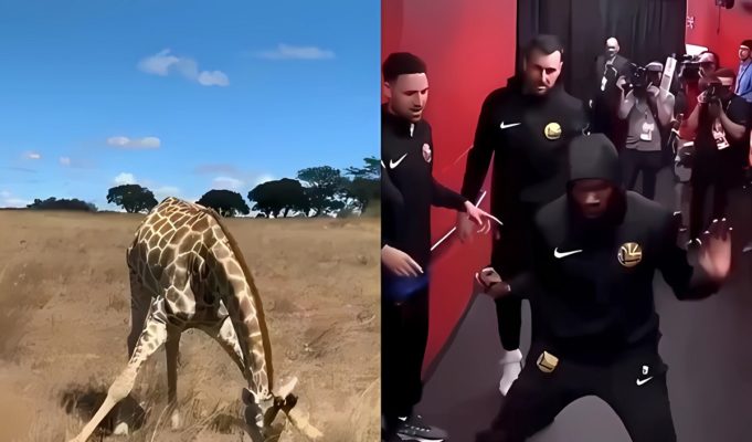 giraffe-doing-kevin-durant-dance