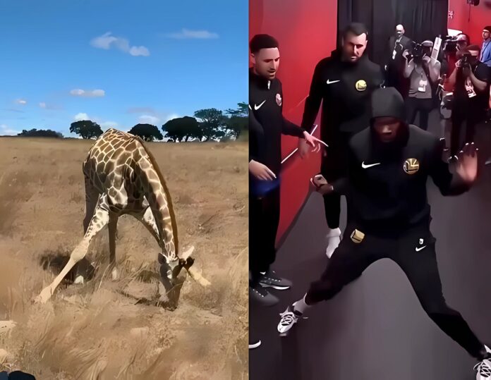 giraffe-doing-kevin-durant-dance