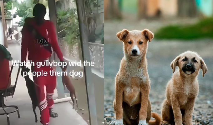 Why Was Dancehall Artist Gully Bop Walking Around with Two Dead Dogs in Scary Video?
