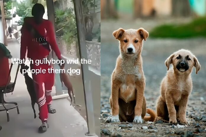 gully-bop-dead-dogs-5