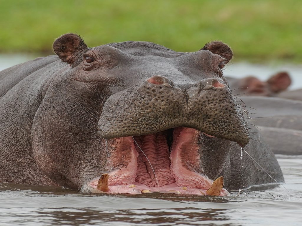 How A 2 Year Old Baby Eaten Alive By Hippo Survived After Being Thrown Up