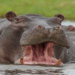 How a 2 Year Old Baby Eaten Alive by Hippo Survived After Being Thrown Up