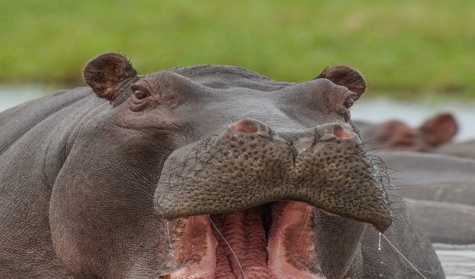 How a 2 Year Old Baby Eaten Alive by Hippo Survived After Being Thrown Up