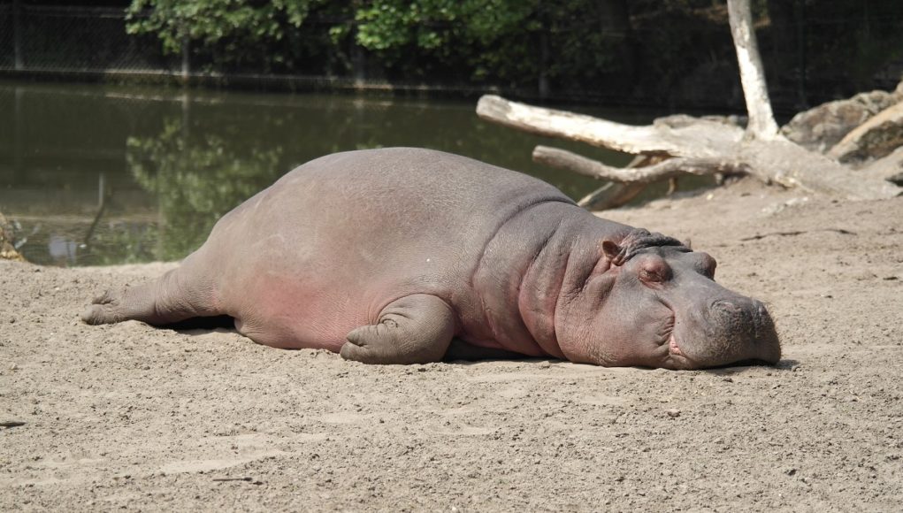 hippos-arent-fat