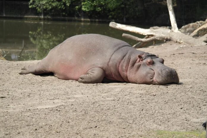 hippos-arent-fat