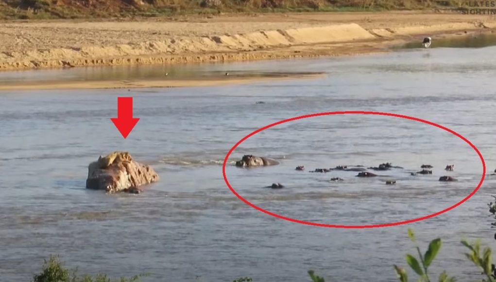 hippos-surround-lion-on-rock