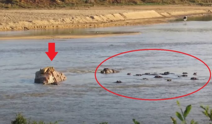 hippos-surround-lion-on-rock