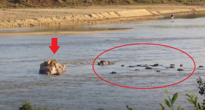 hippos-surround-lion-on-rock