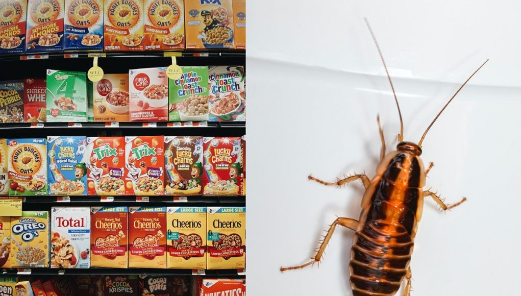 honey-smacks-attracting-roaches